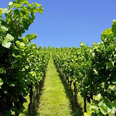 Naturmed Am Park באדנוויילר